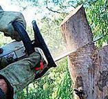 How Our Tree Care Process Works  in  Lathrop, CA