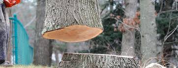 Best Tree Risk Assessment  in Lathrop, CA