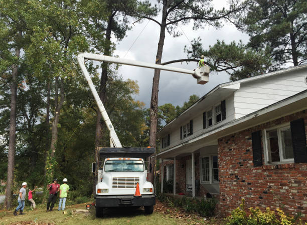 Best Fruit Tree Pruning  in Lathrop, CA