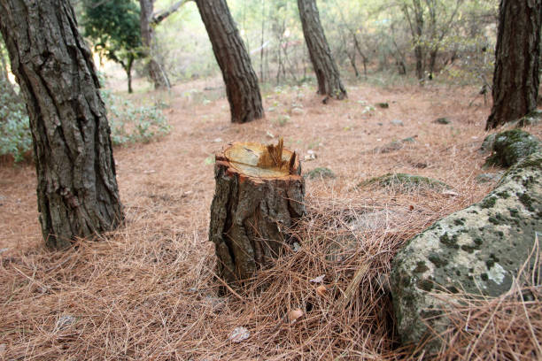 Best Emergency Tree Removal  in Lathrop, CA