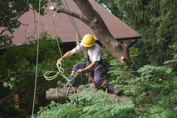 Lawn Maintenance Plans in Lathrop, CA