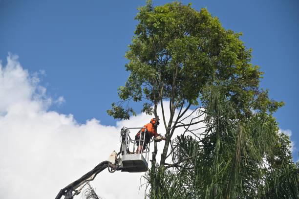 Best Tree Cabling and Bracing  in Lathrop, CA