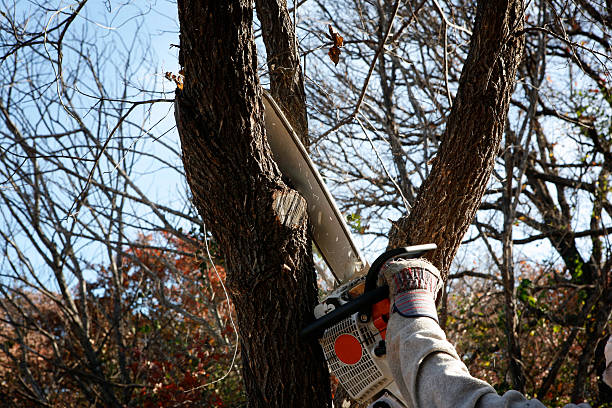 Trusted Lathrop, CA Tree Care Experts