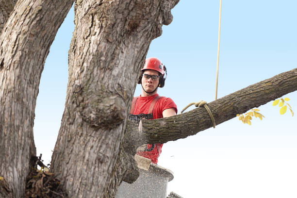 Best Tree Planting  in Lathrop, CA